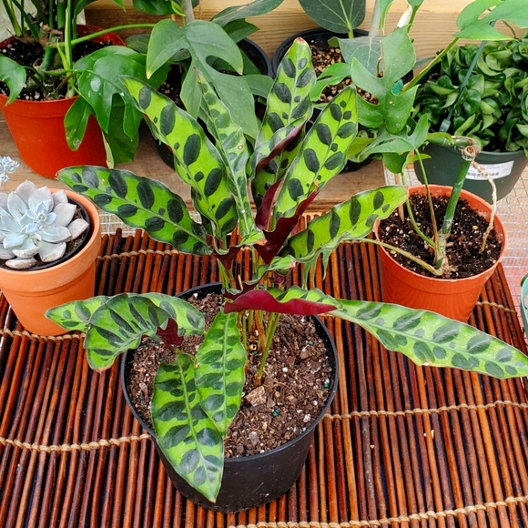 Other - 🌱Calathea Rattlesnake | 4" pot